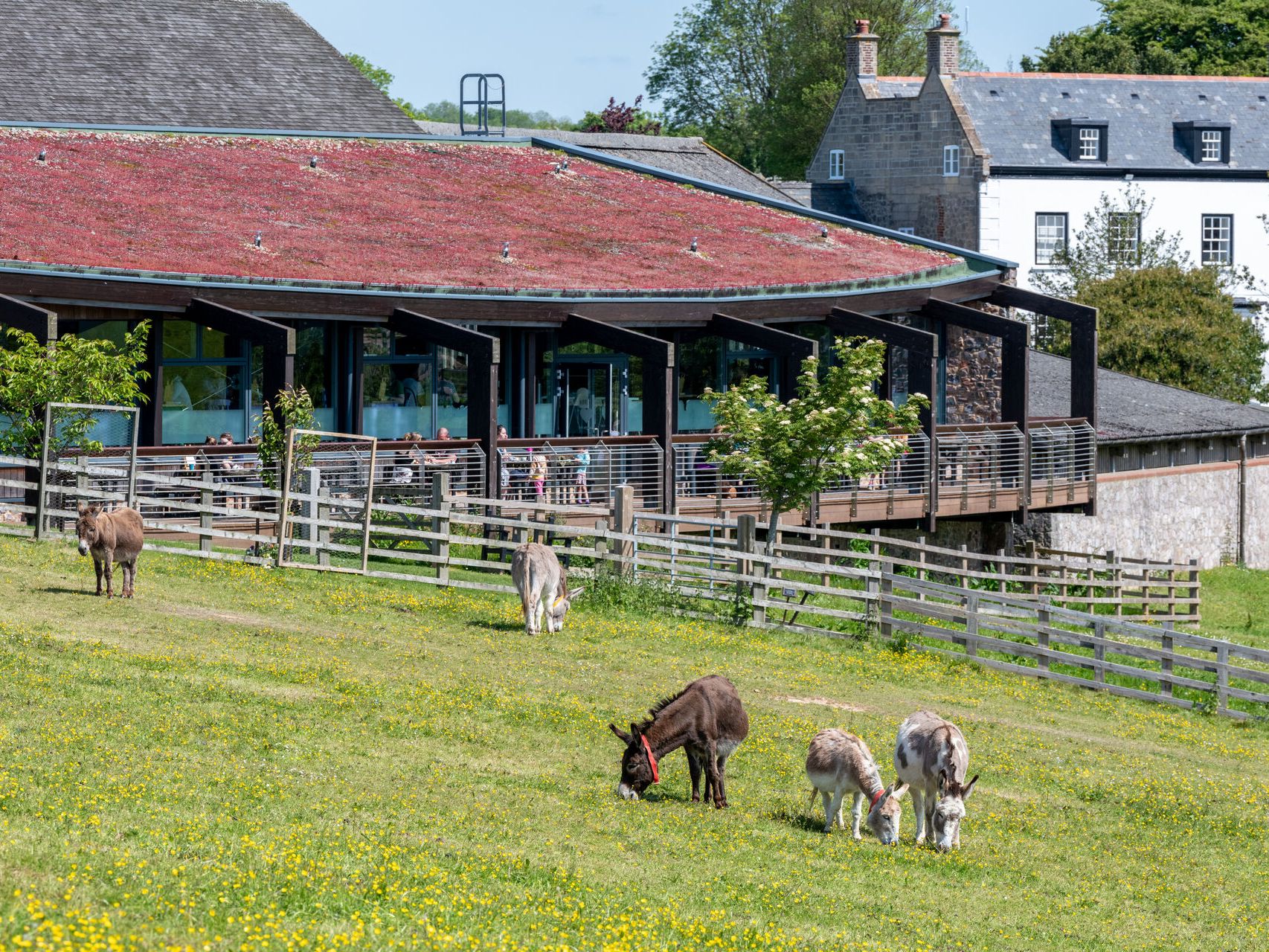 Donkey Sanctuary The Kitchen