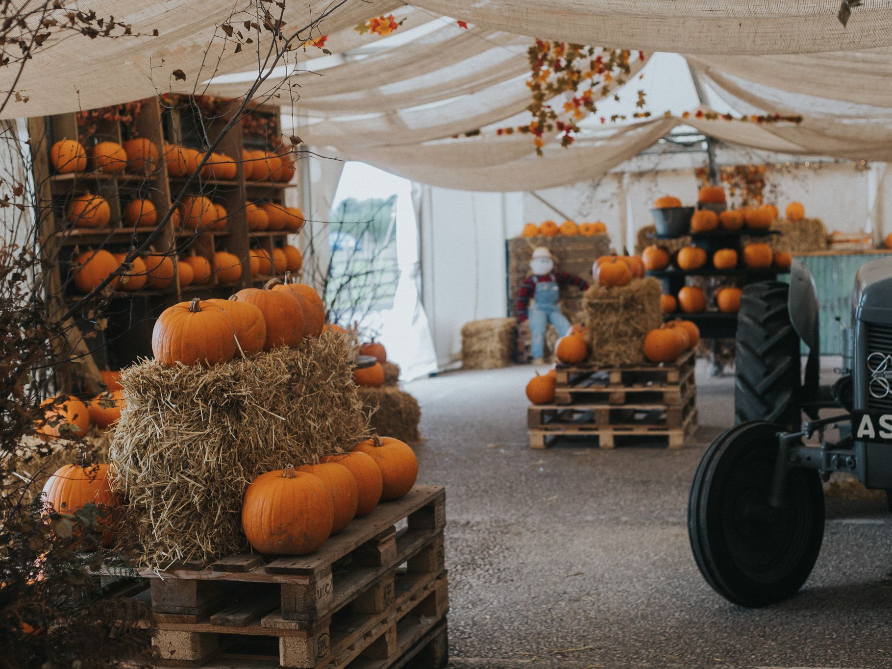Greendale Pumpkin Patch