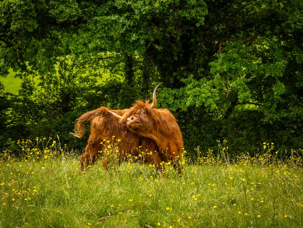 Springwater Farm Highland Cow