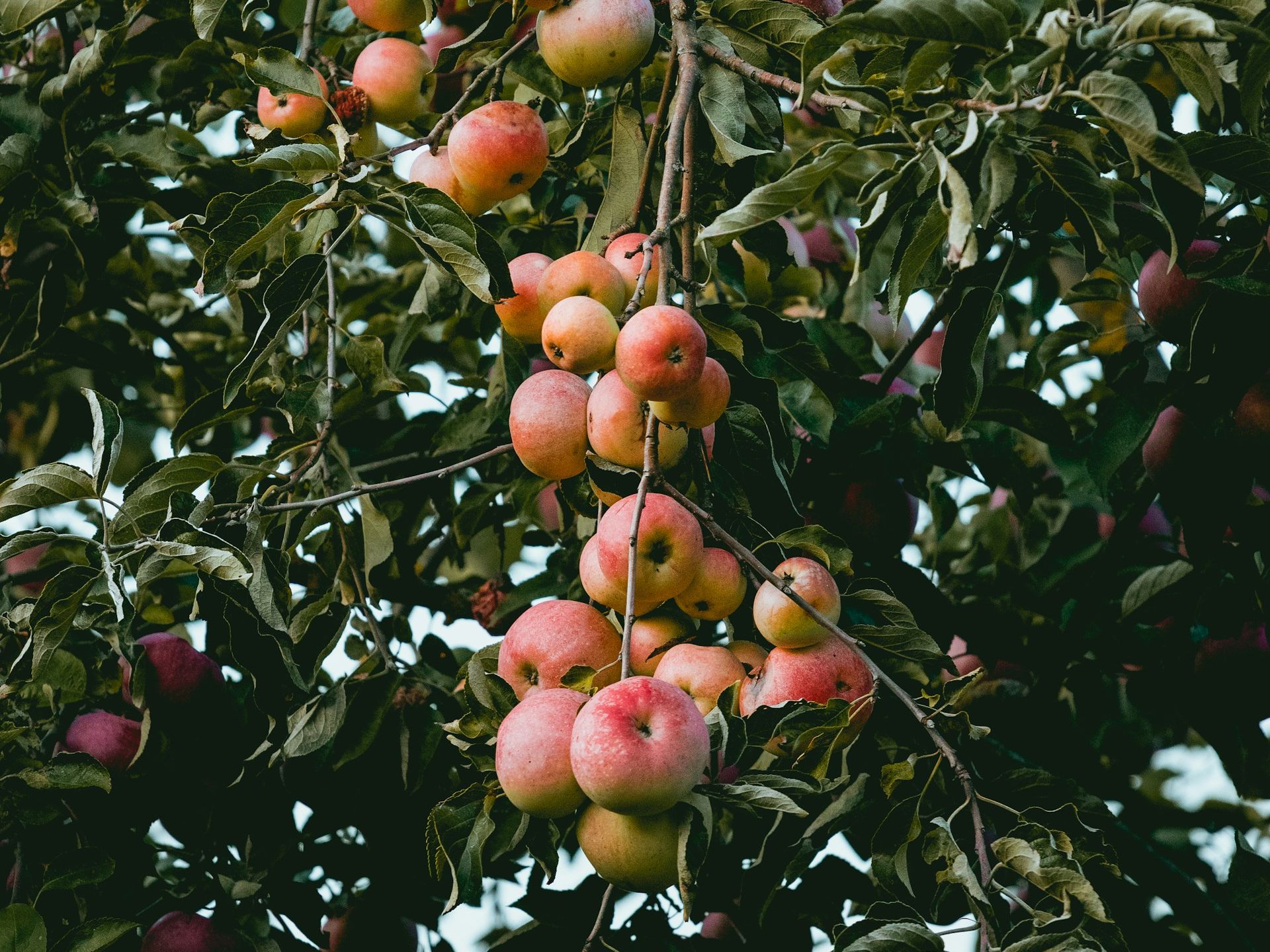 Apples Niklas Hamann