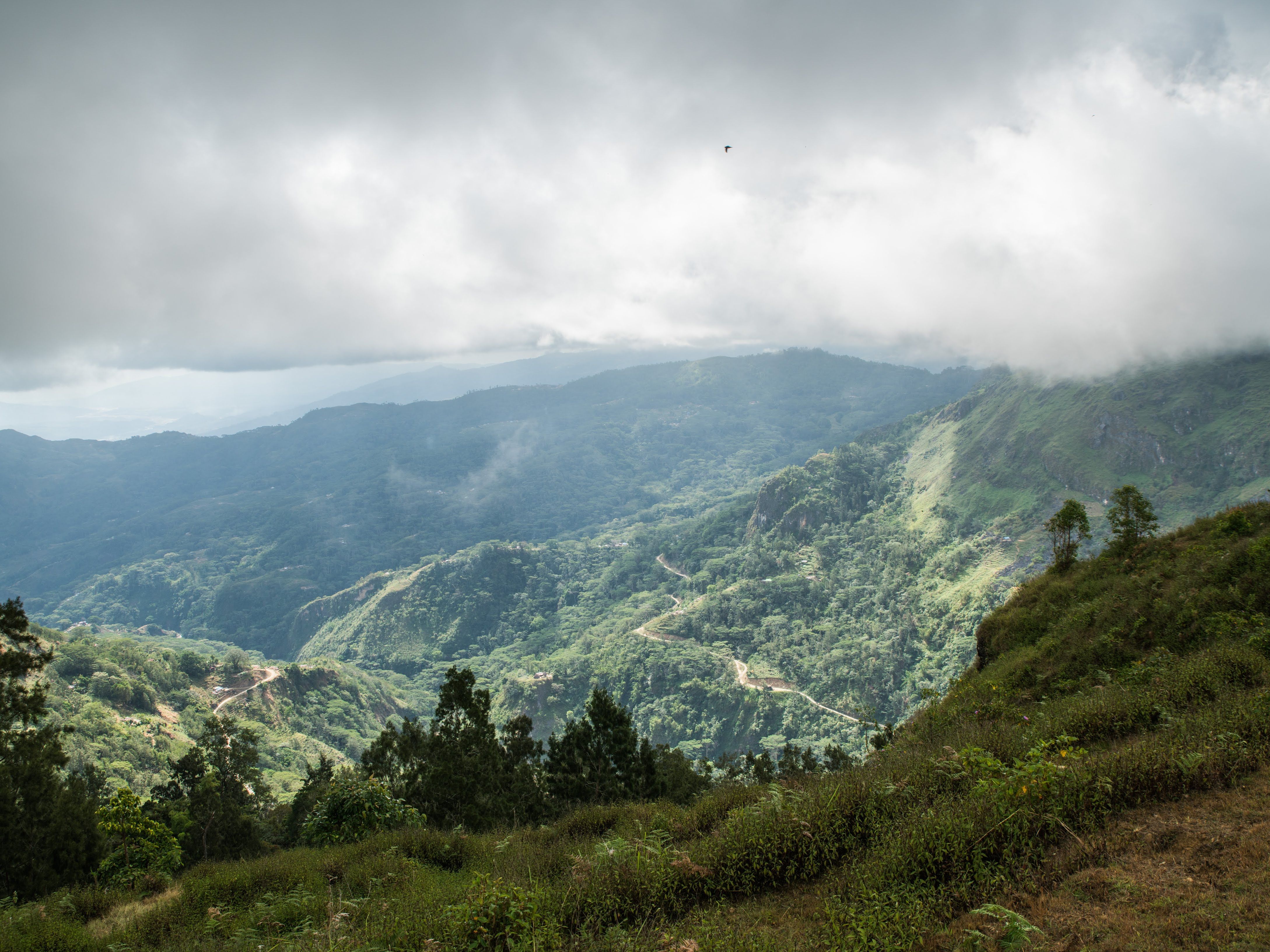Voyager Coffee Timor Lest Koileki