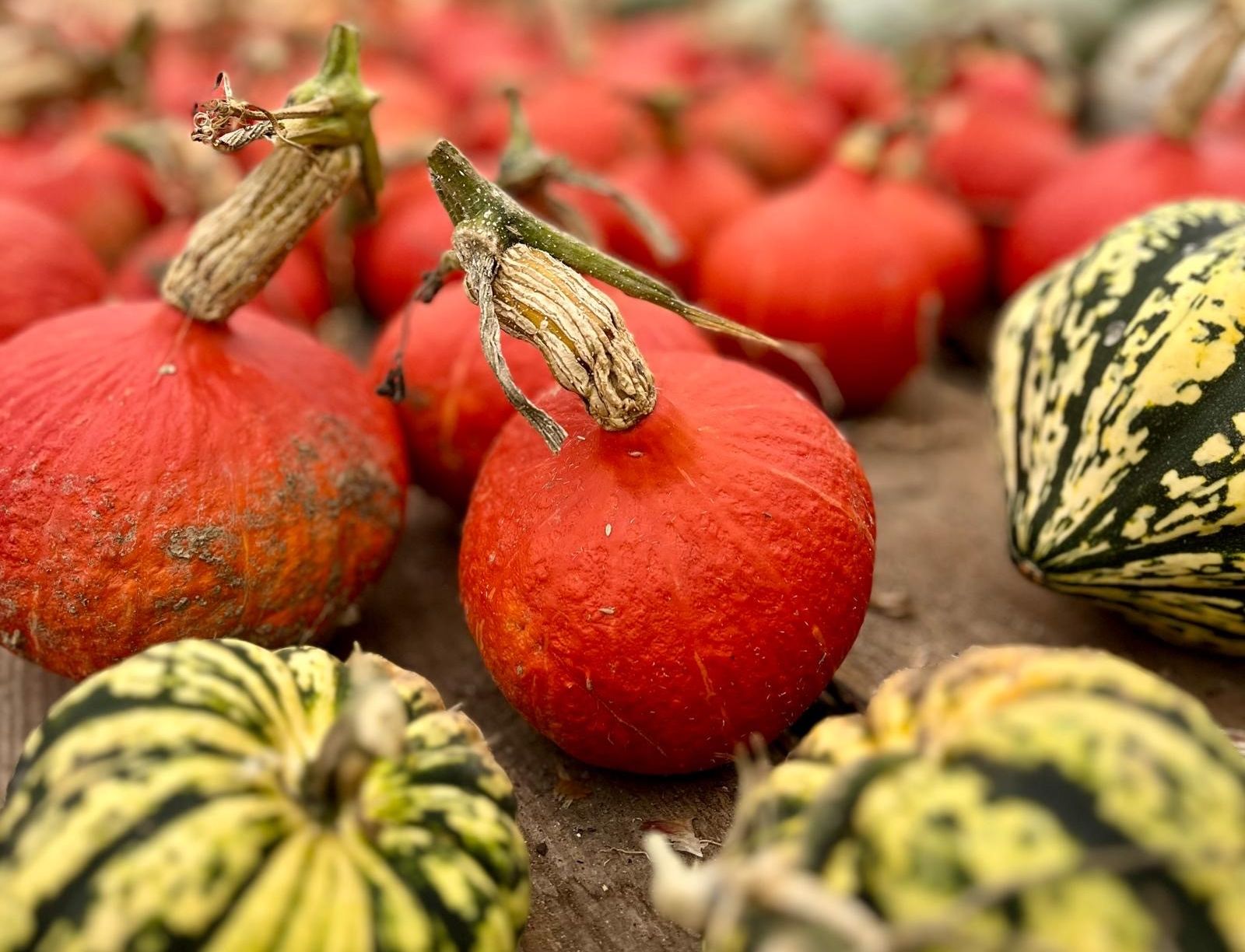 Husbandry School squash