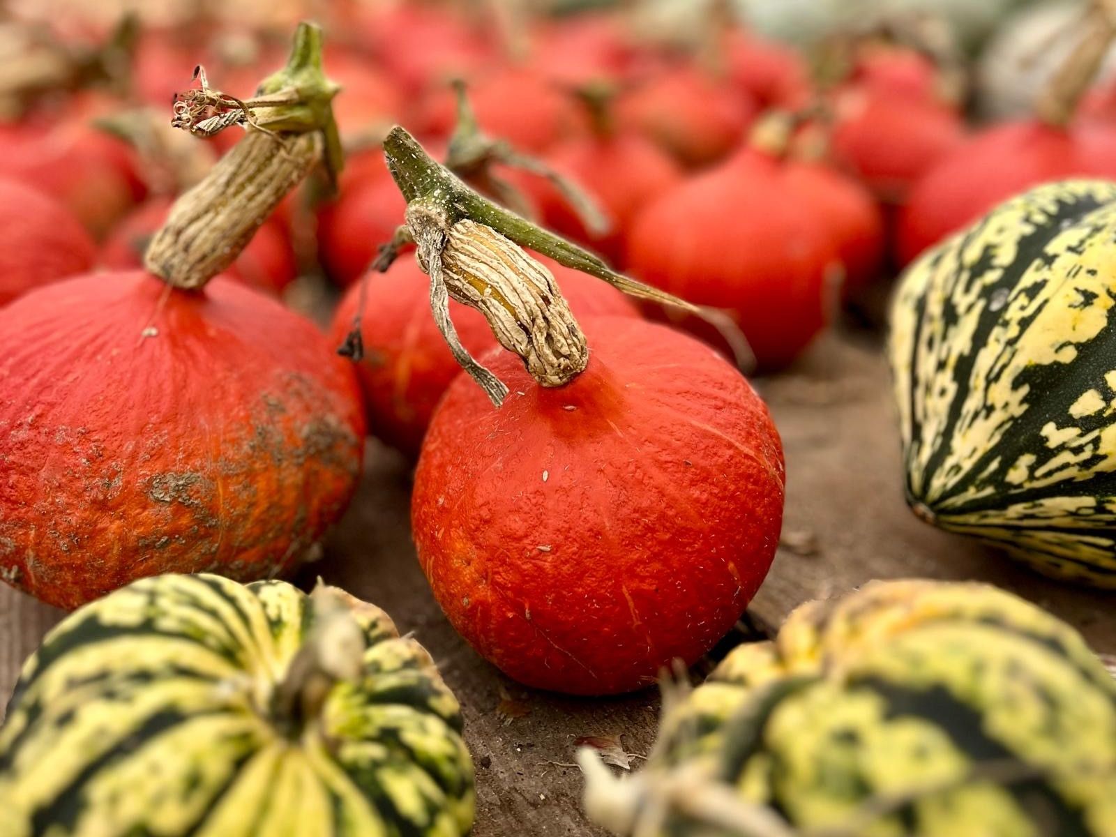 Husbandry School squash
