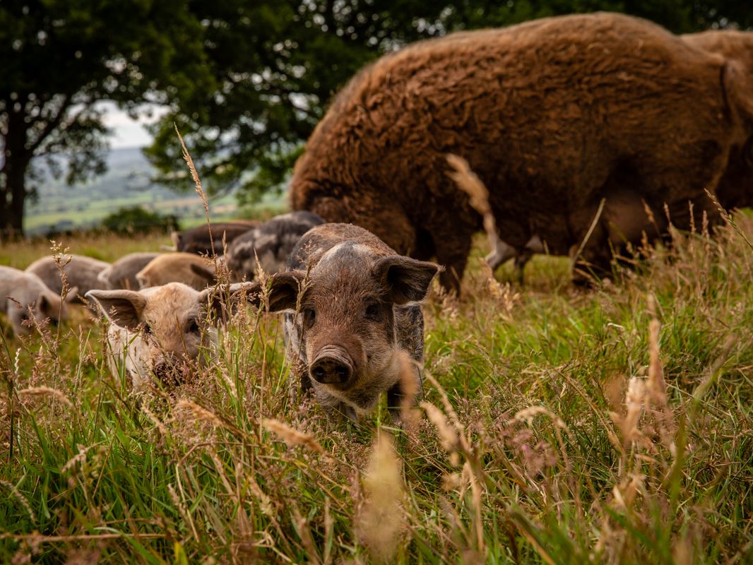 Springwater Farm pigs