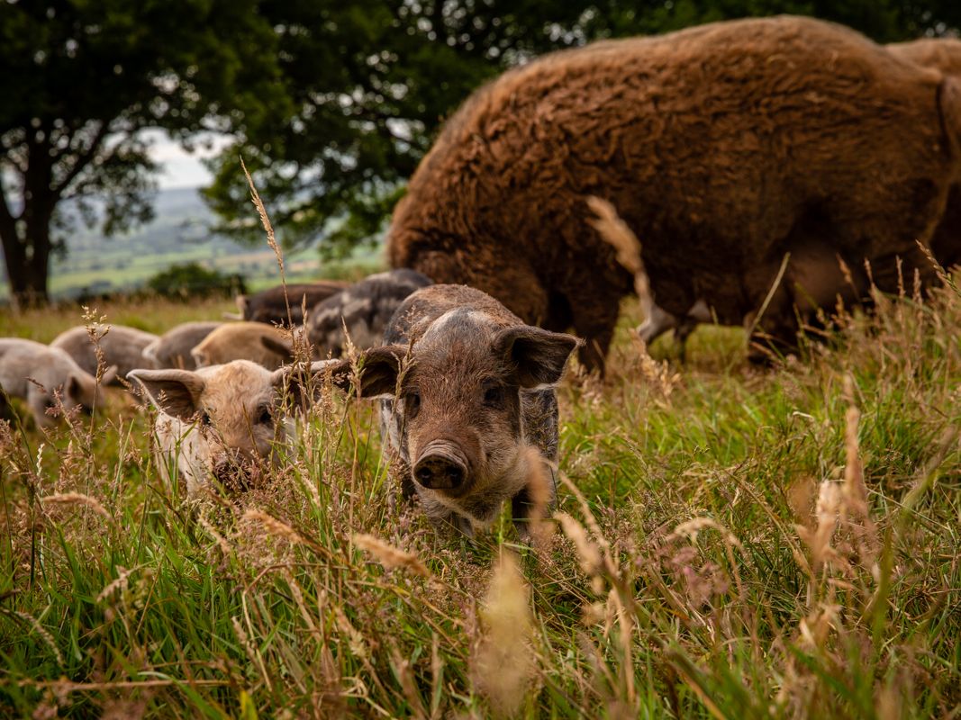 Springwater Farm pigs