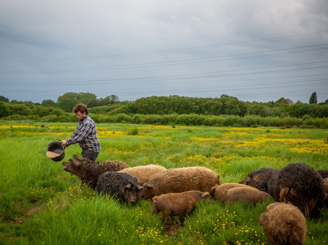Springwater Farm Jason and pigs