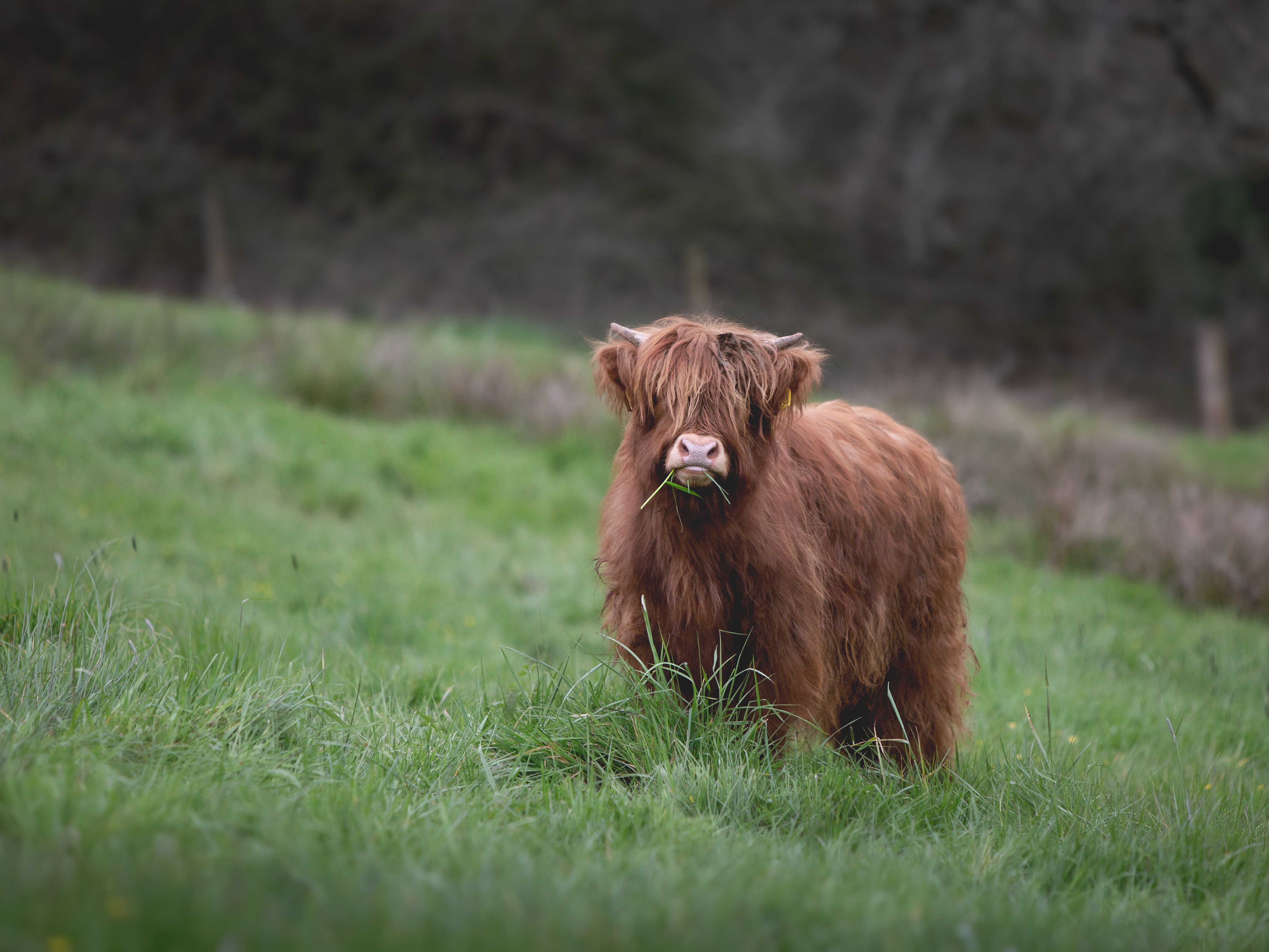Springwater Farm cow
