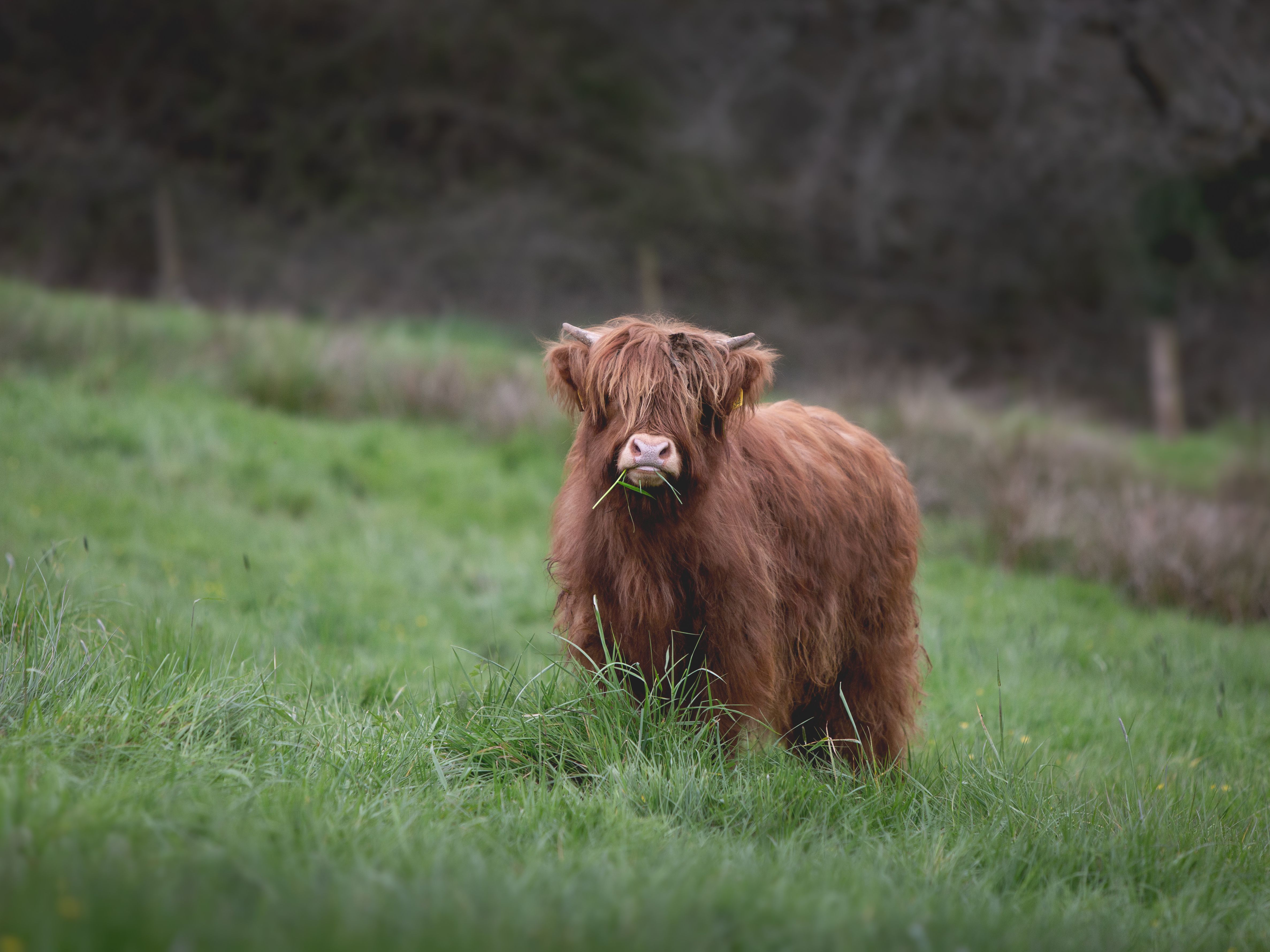 Springwater Farm cow