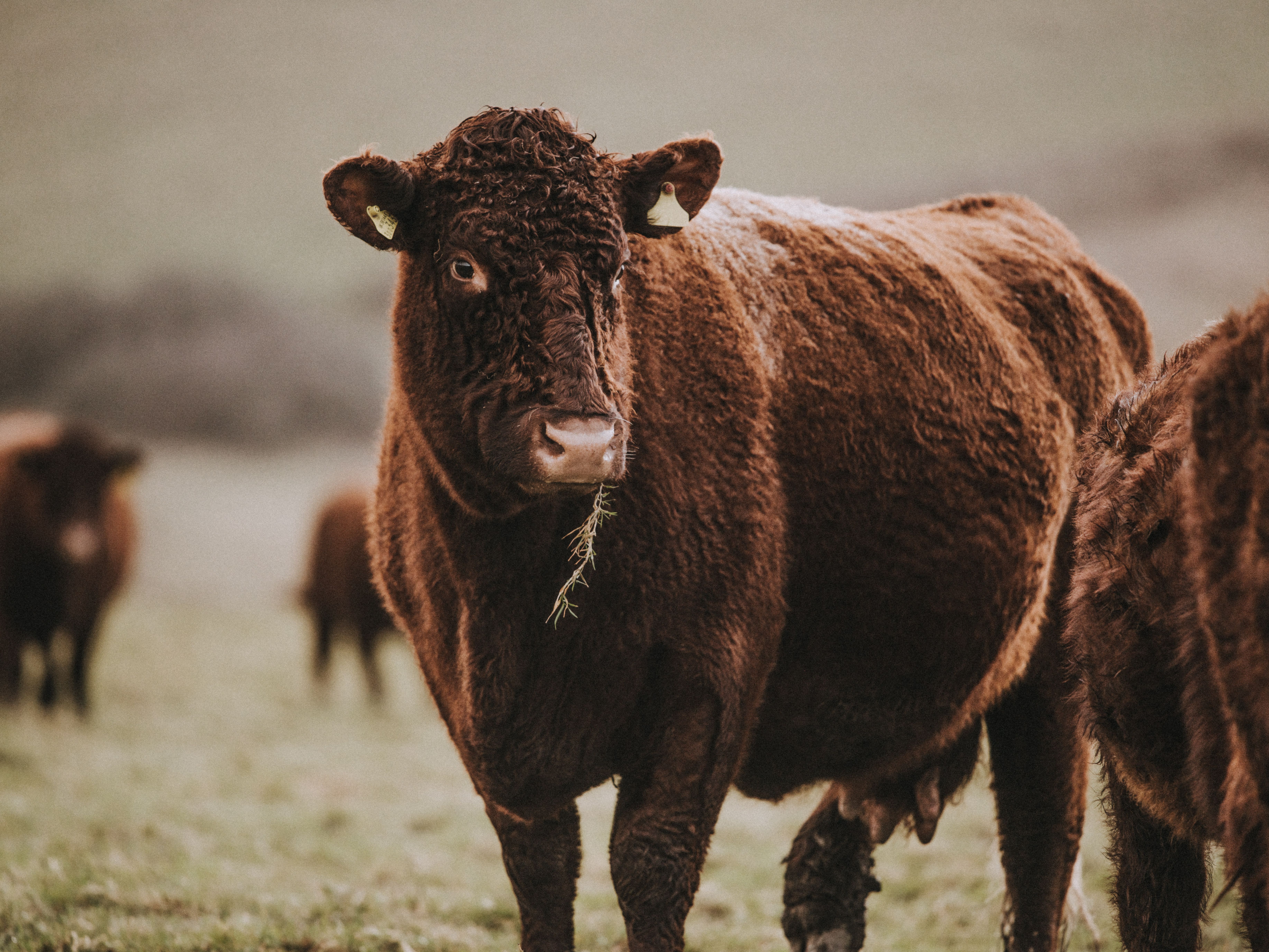 Pipers Farm cows for Sandridge event