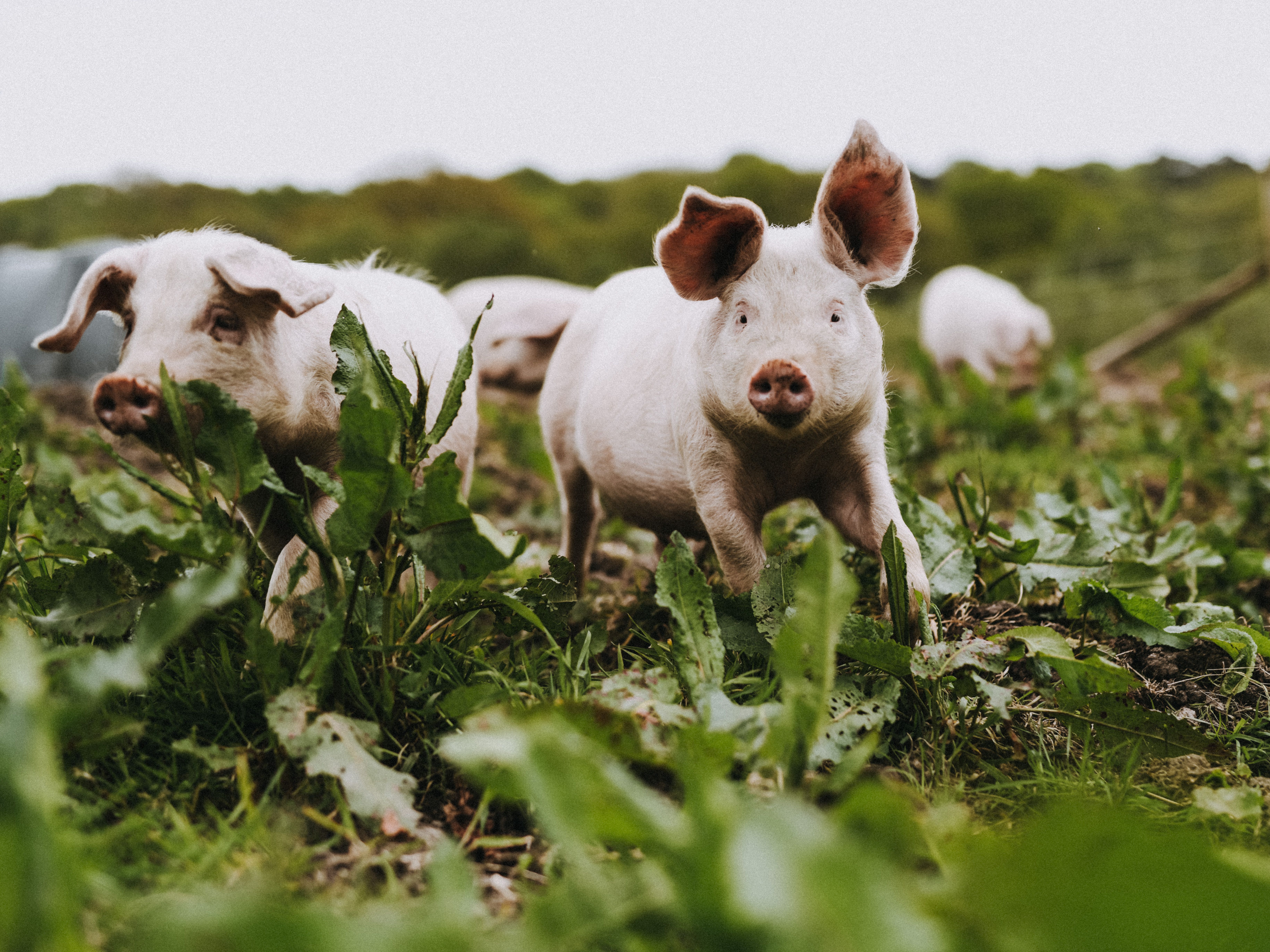 River Cottage pig jumping