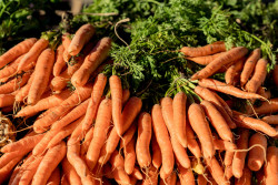 Carrots at Farmers market