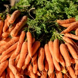 Carrots at Farmers market