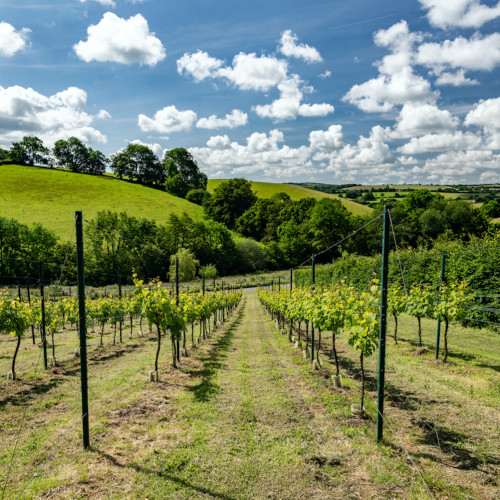 Vineyard in Valley