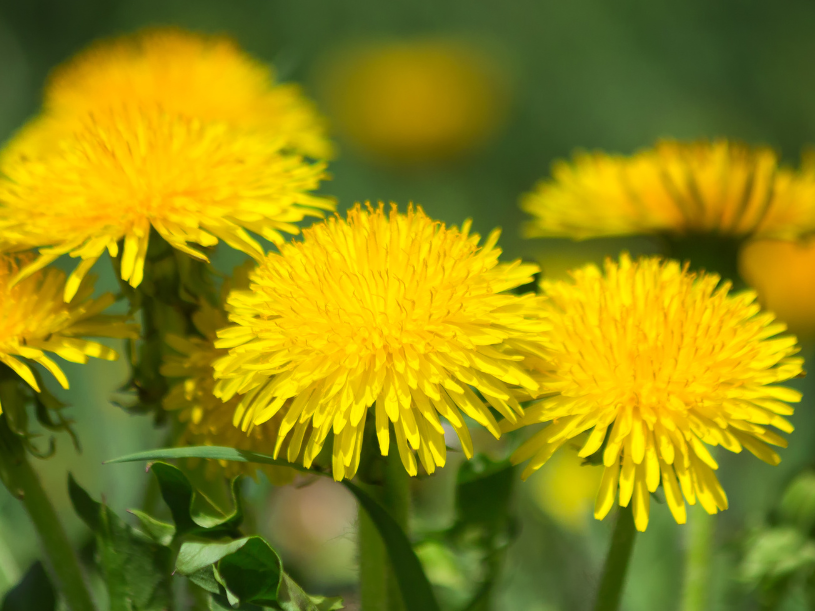 Ground Up web dandelion