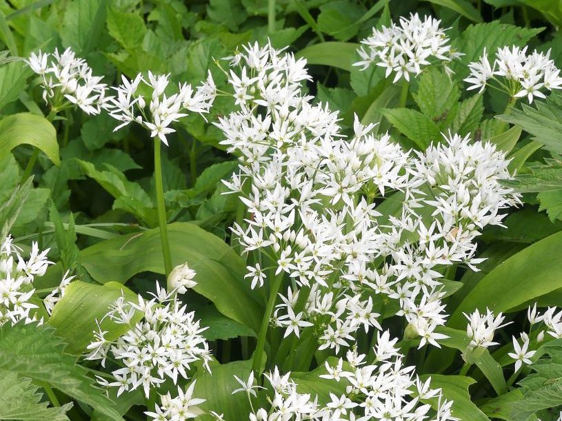 Ground Up web wild garlic 2