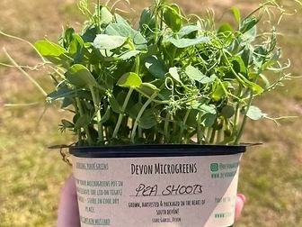 devon microgreens