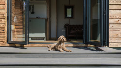 dog-friendly