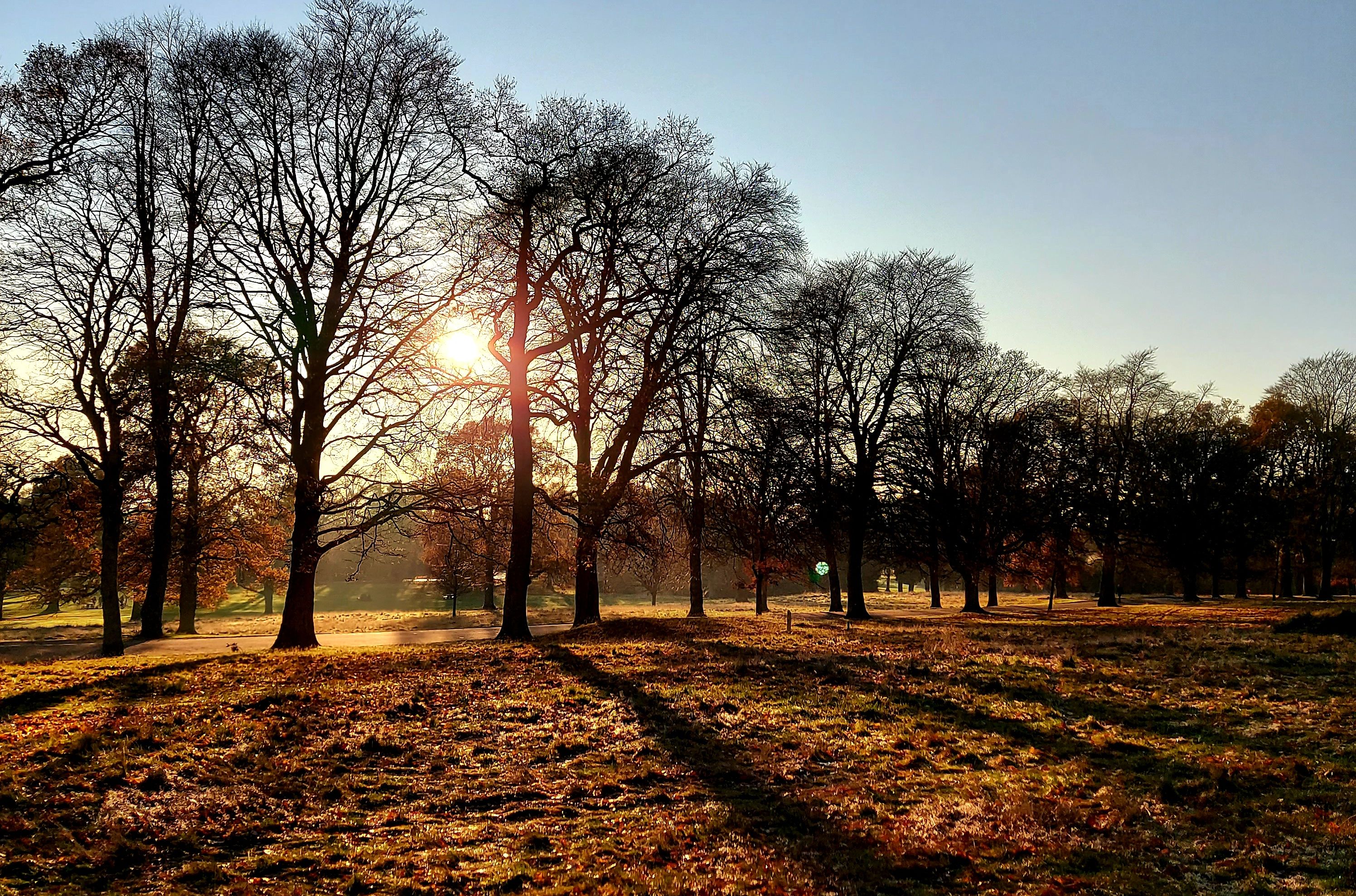 Sunrise at Camperdown Country Park near Dundee, with bare trees casting long shadows across a frosty grass field.