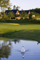 Swan on fishing pond