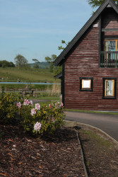 Flower bush outside Glee Lee lodge