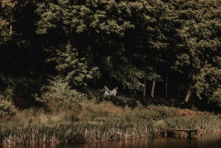 Bride and groom in woods