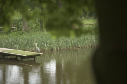 Heron by fishing pond