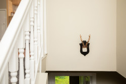 Antlers on wall
