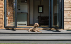 Dog sat in steps outside escape pod