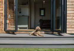 Dog outside The Burrow