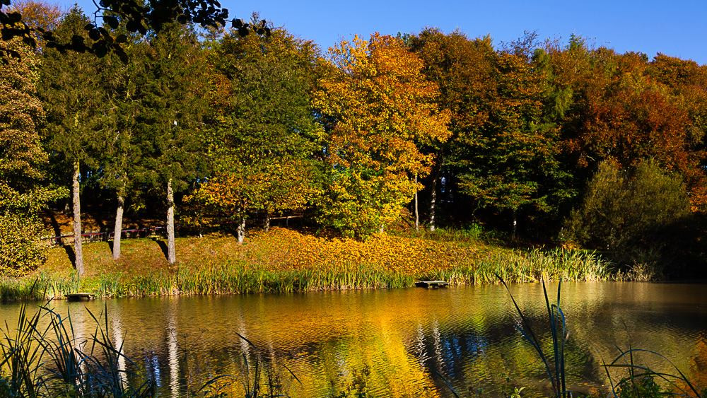 Autumn trees reflection in fishing pond