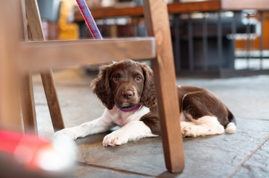 Spaniel Puppy sitting under a chair