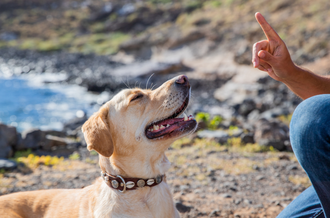 Labrador being taught to sit