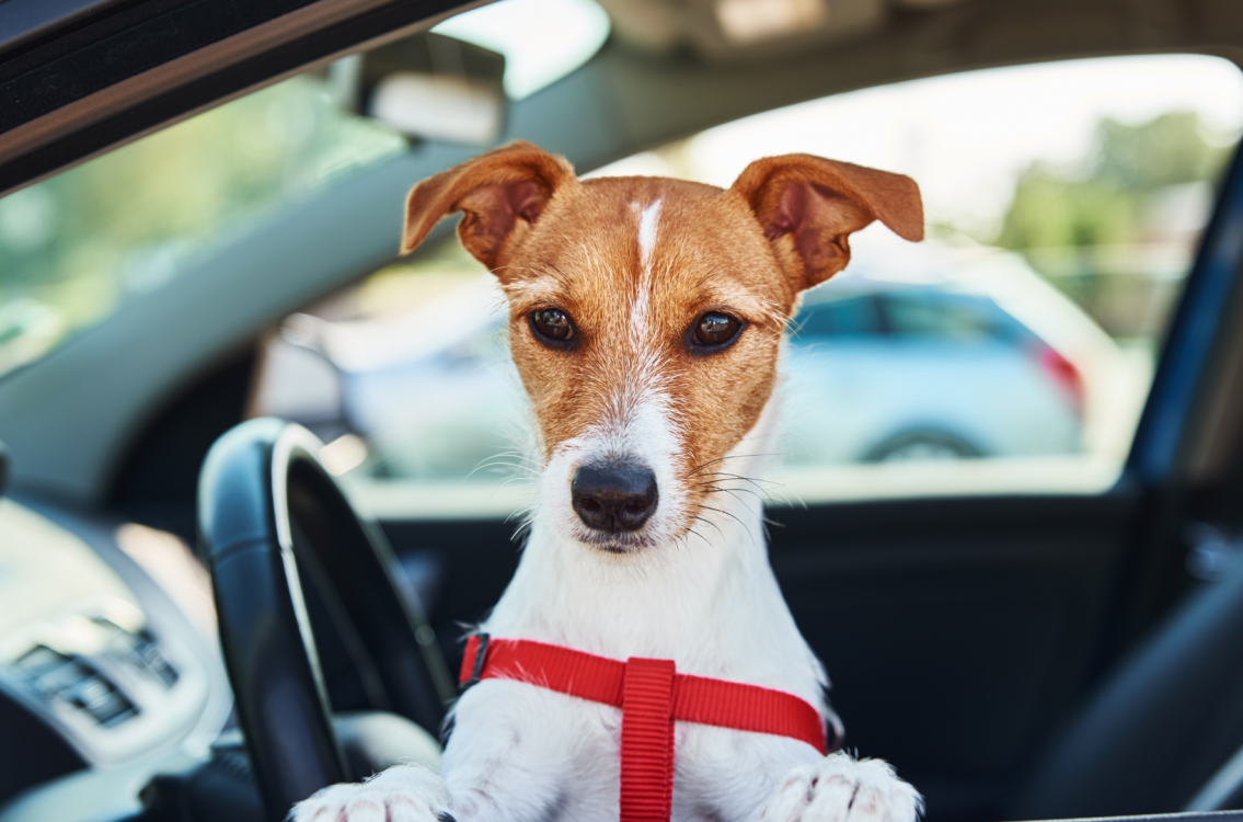 Dog sitting up against the window ledge of a car