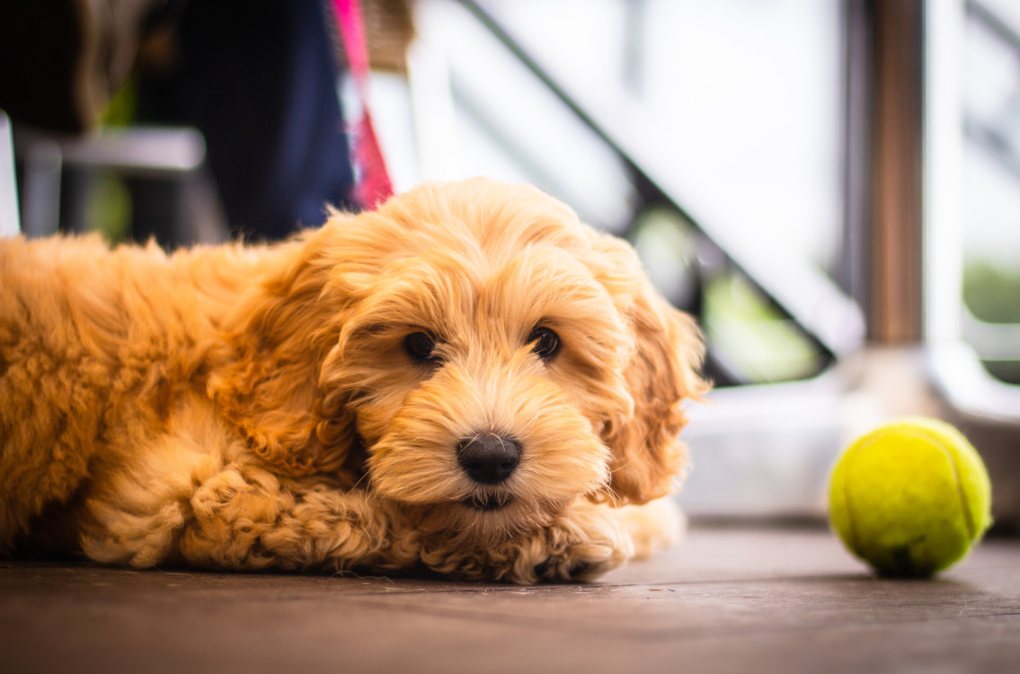 Golden Doodle puppy with a tennis ball