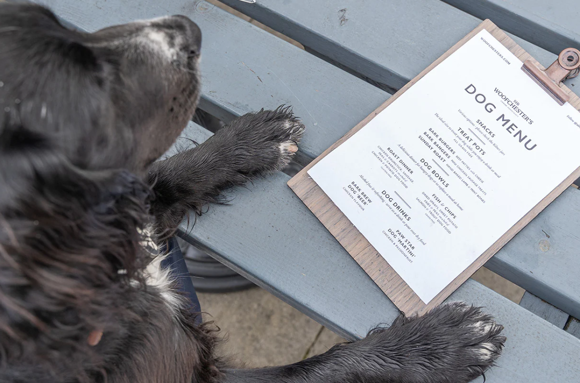 Spaniel looking at a Sif Woofchester Menu