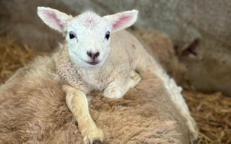 Newton Farm Lamb