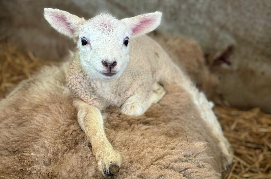 Newton Farm Lamb