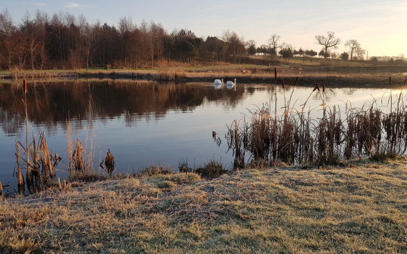 Peaceful swans on the pond