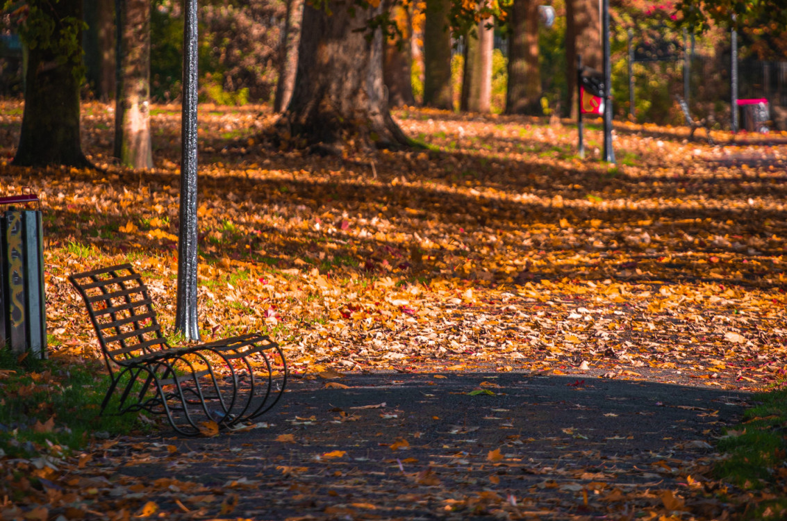Country Park - Forbes of Kingennie