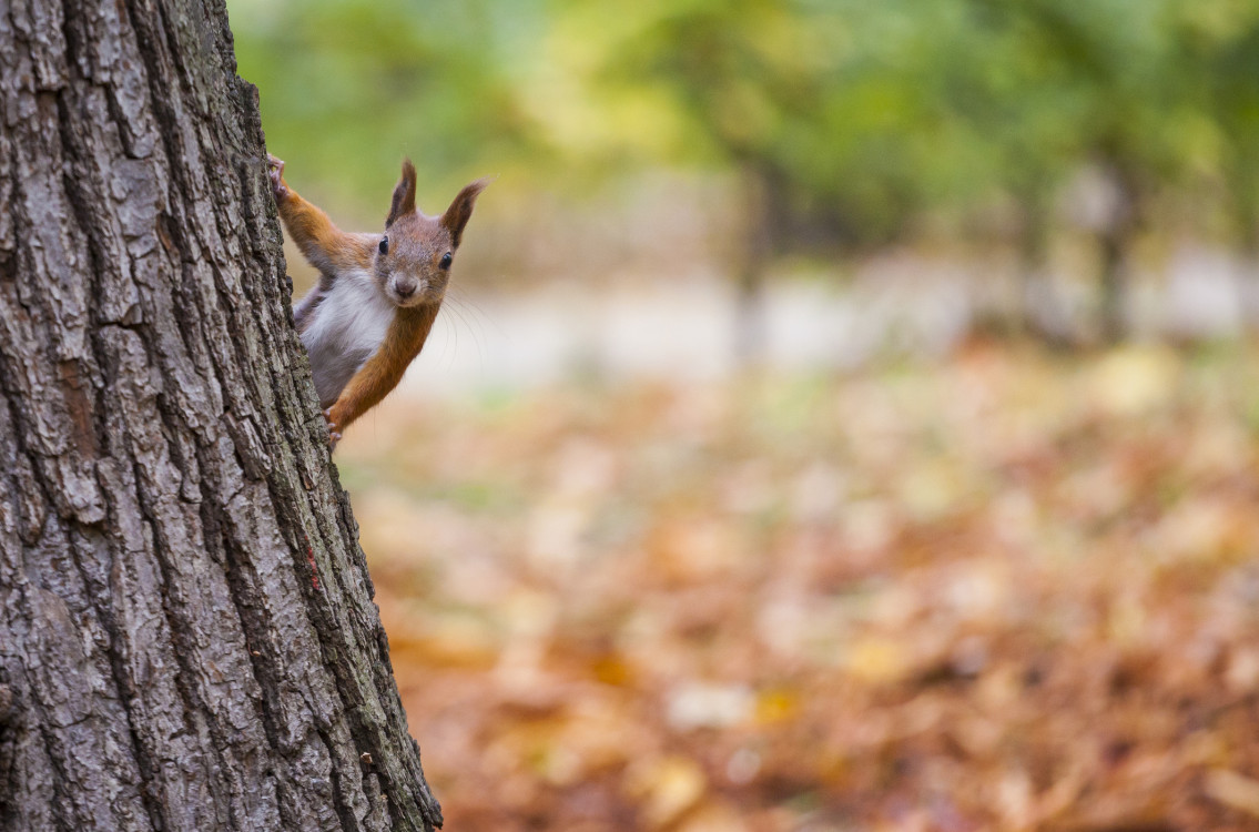 A red squirrel peering around a tree trunk in a wooded area with autumn colors.