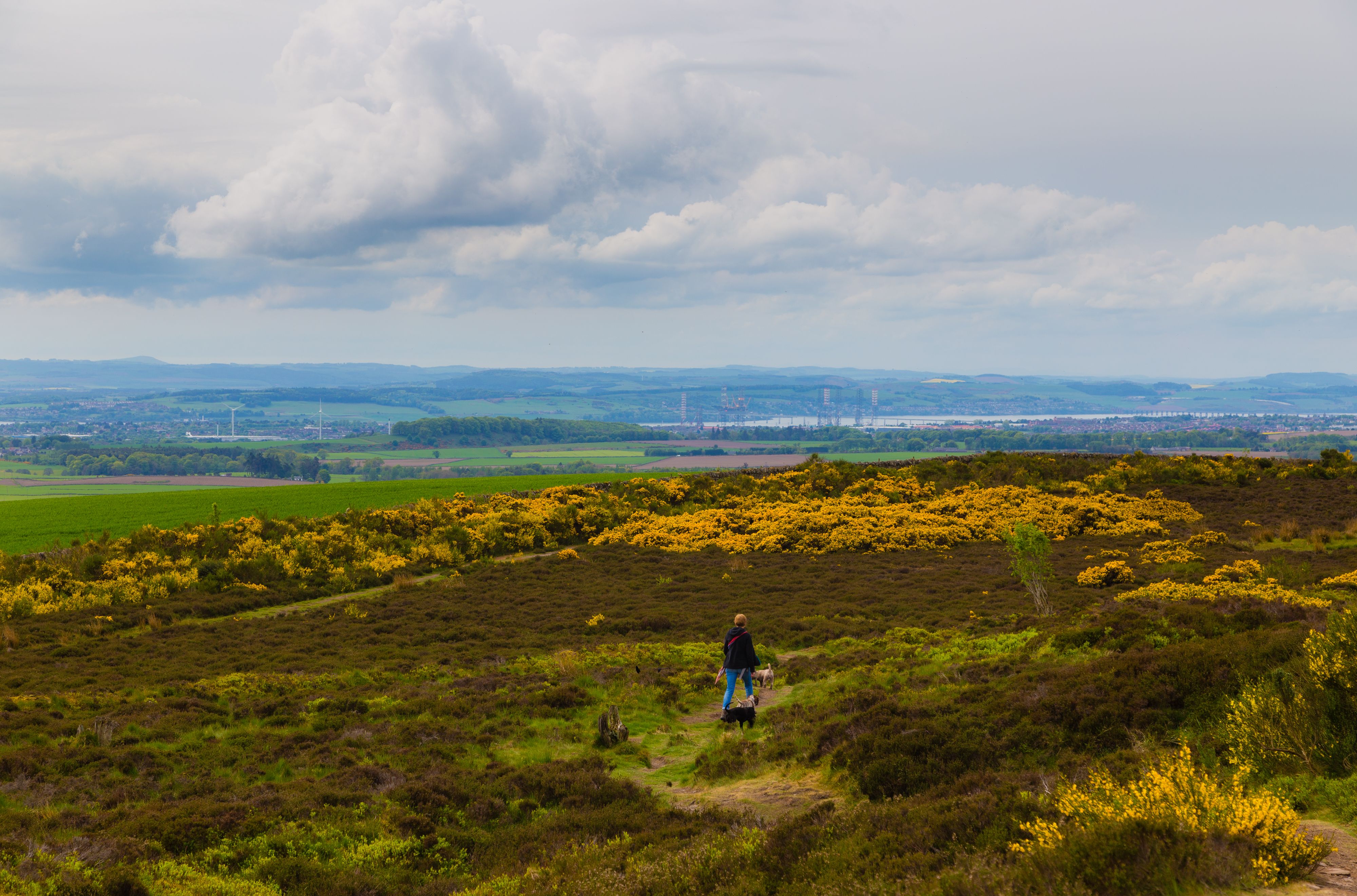A person and two dogs walk on a grassy trail surrounded by yellow bushes, with a distant view of a valley, wind turbines, and an industrial town under a blanket of clouds.