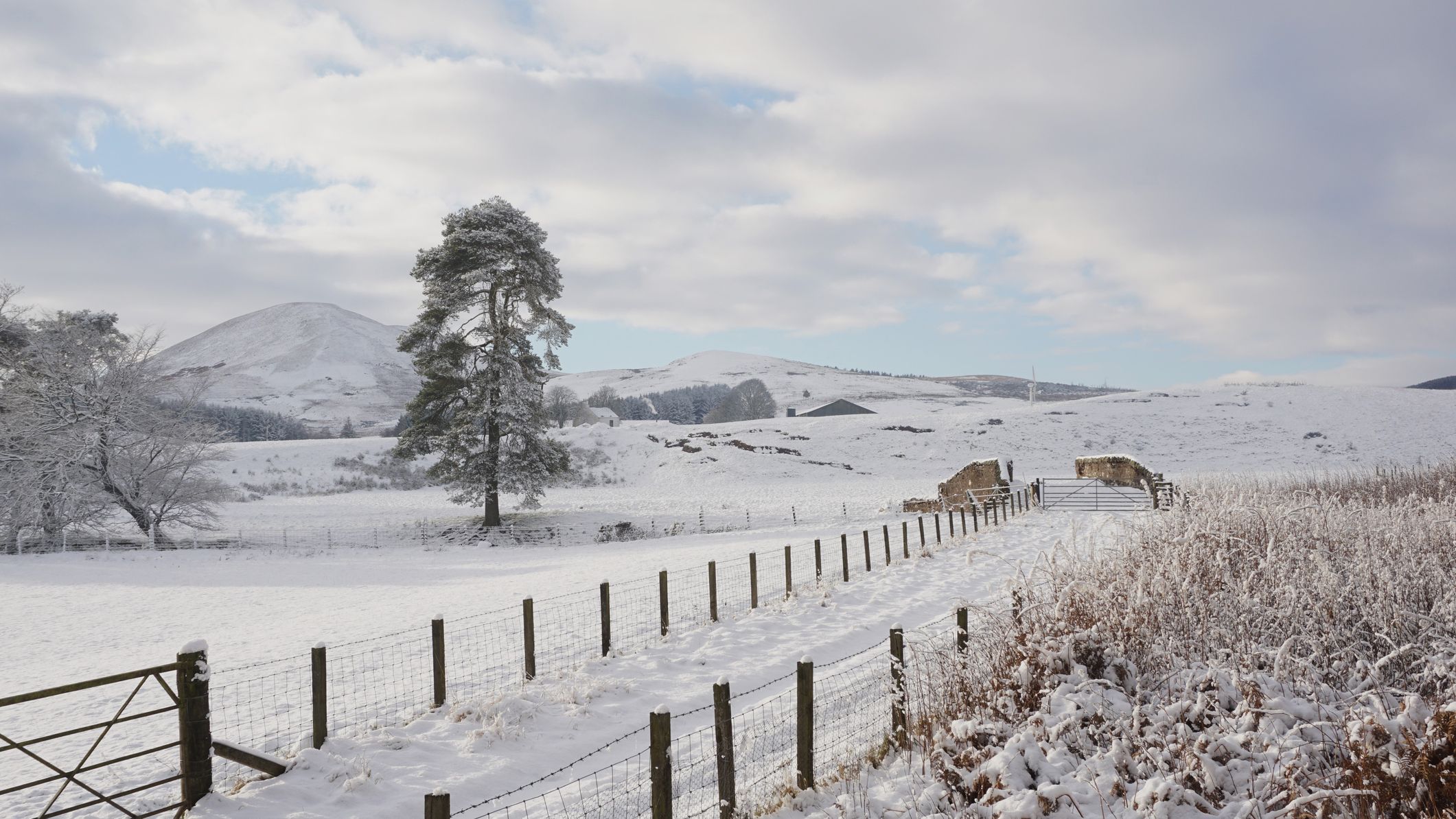 A serene winter landscape featuring a snow-covered field, a tall lone tree, rolling hills, and a wooden fence stretching into the distance under a cloudy sky.