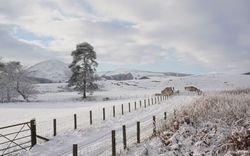 A serene winter landscape featuring a snow-covered field, a tall lone tree, rolling hills, and a wooden fence stretching into the distance under a cloudy sky.