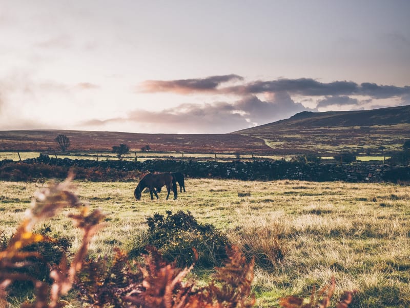 Dartmoor