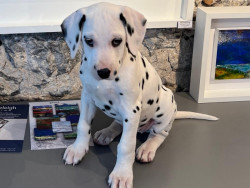 Lady Penelope, Furzeleigh Mill, Buckfast Abbey, Buckfastleigh, Devon, Dalmatians