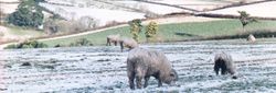 Sheep grazing in a snowy field with rolling hills in the background
