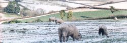 Sheep grazing in a snowy field with rolling hills in the background