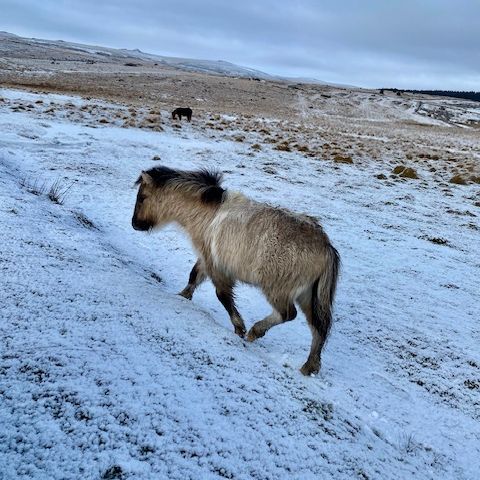 A pony walking on a snowy hillside with another pony in the distance.