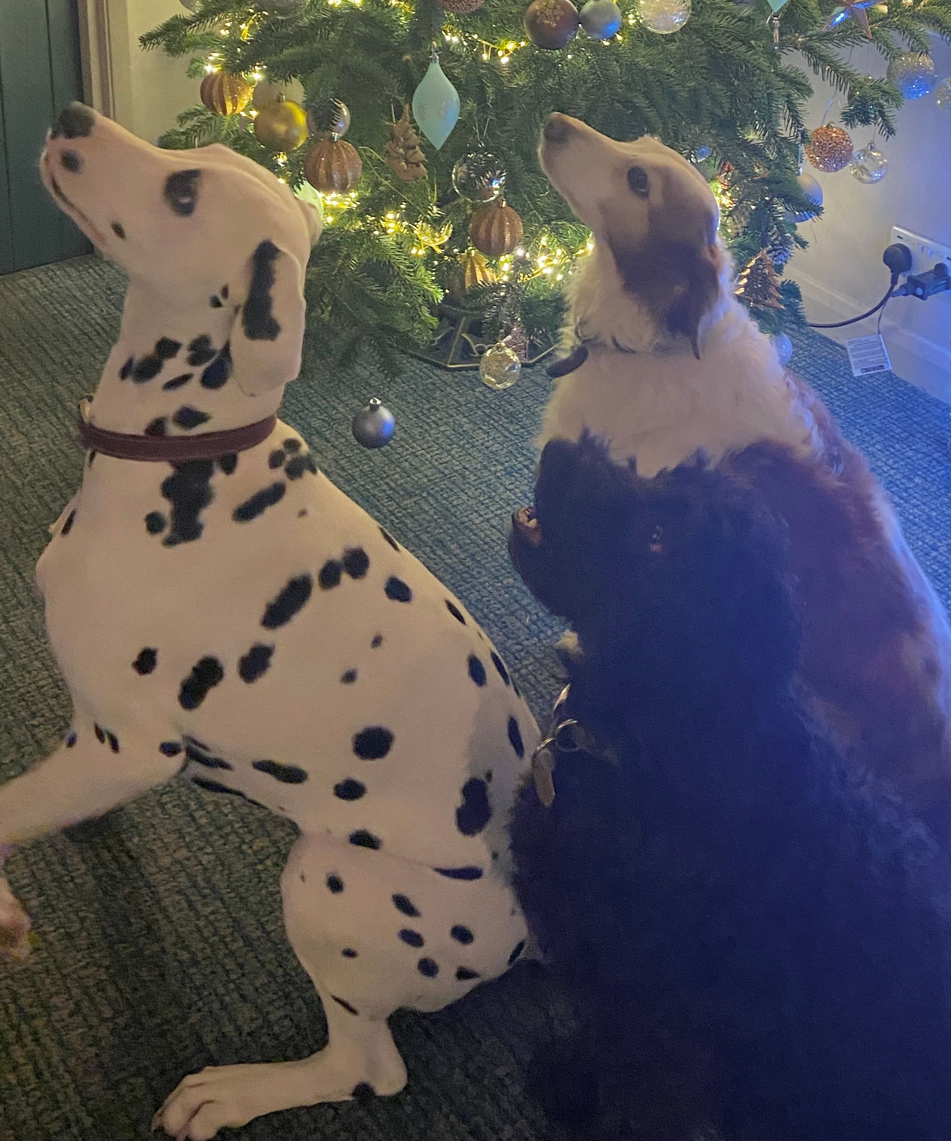Three dogs sitting in front of a decorated Christmas tree with lights and ornaments.