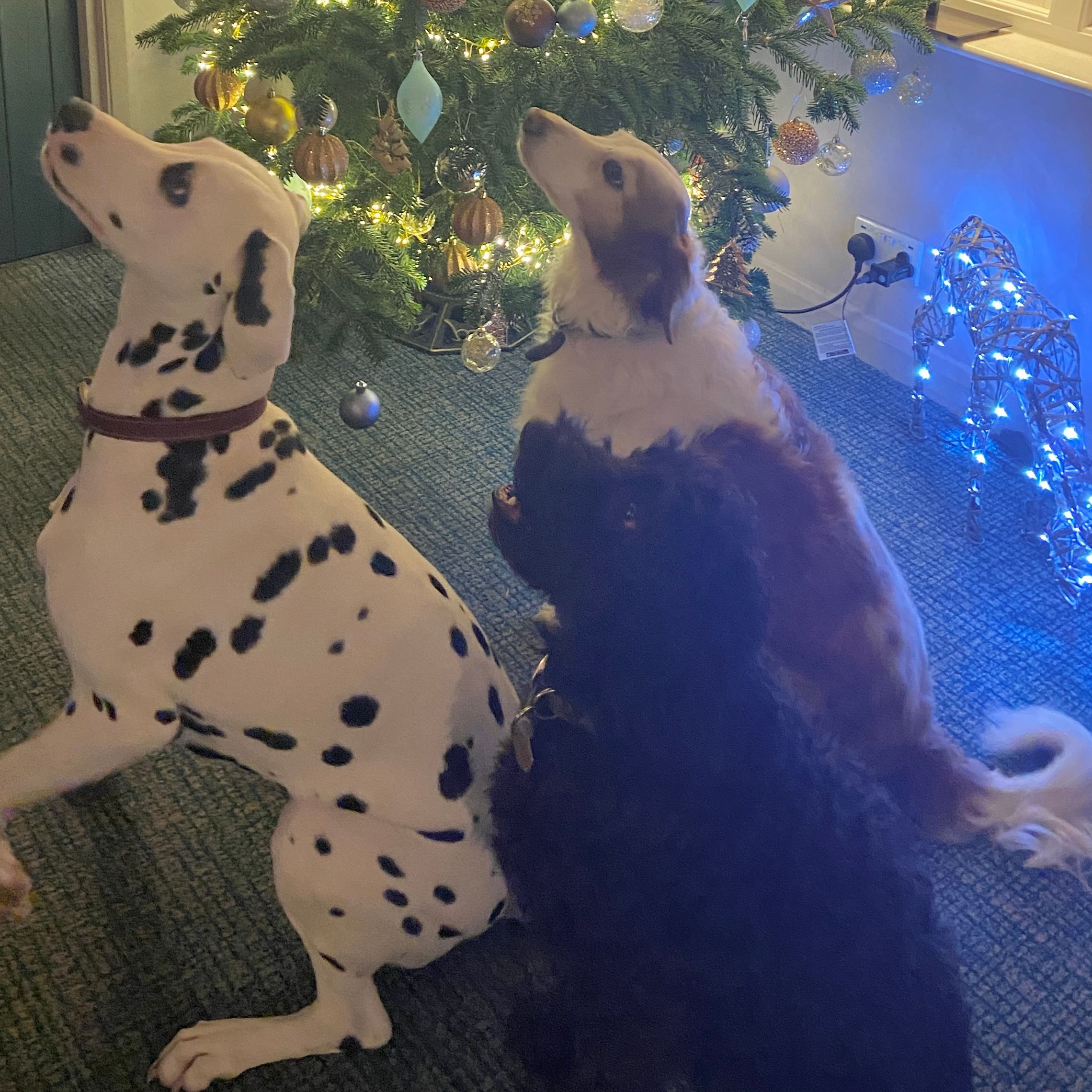 Three dogs sitting in front of a decorated Christmas tree with lights and ornaments.